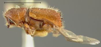 Media type: image;   Entomology 1015 Aspect: habitus lateral view